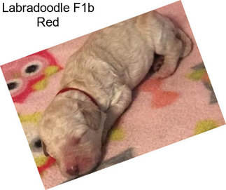 Labradoodle F1b Red