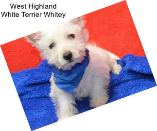 West Highland White Terrier Whitey