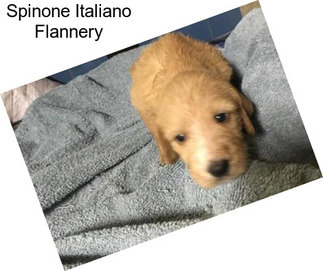 Spinone Italiano Flannery