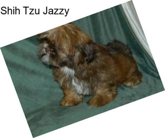 Shih Tzu Jazzy
