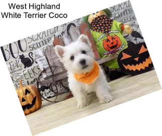 West Highland White Terrier Coco