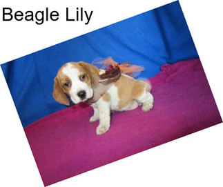 Beagle Lily