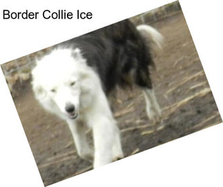 Border Collie Ice