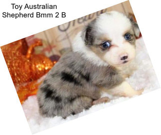 Toy Australian Shepherd Bmm 2 B