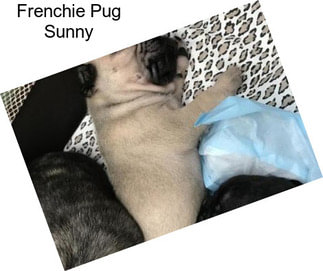 Frenchie Pug Sunny