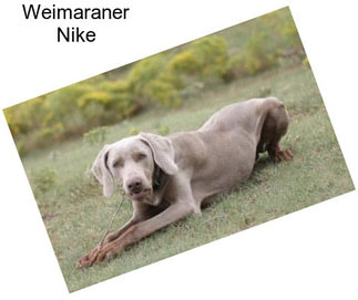 Weimaraner Nike