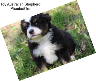 Toy Australian Shepherd Phoebe#1m