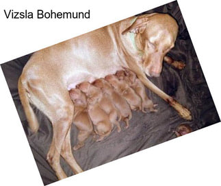 Vizsla Bohemund