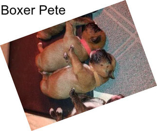 Boxer Pete