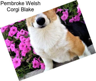 Pembroke Welsh Corgi Blake