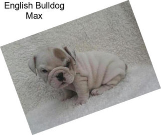 English Bulldog Max