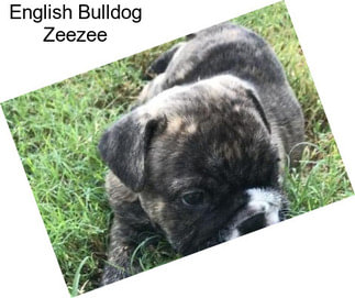 English Bulldog Zeezee