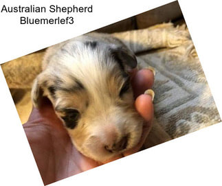 Australian Shepherd Bluemerlef3