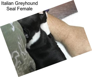 Italian Greyhound Seal Female