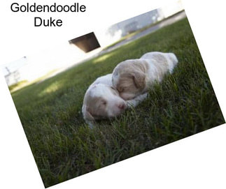 Goldendoodle Duke