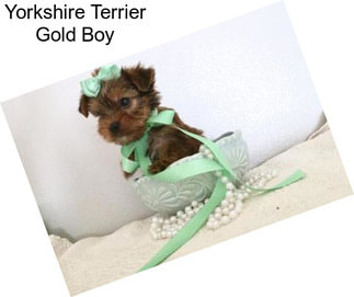 Yorkshire Terrier Gold Boy