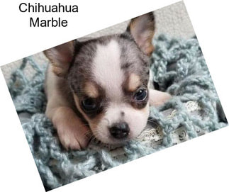 Chihuahua Marble