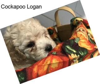 Cockapoo Logan