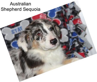 Australian Shepherd Sequoia