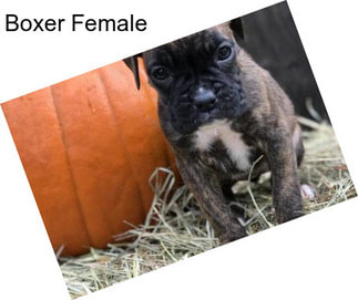 Boxer Female