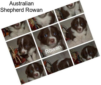 Australian Shepherd Rowan