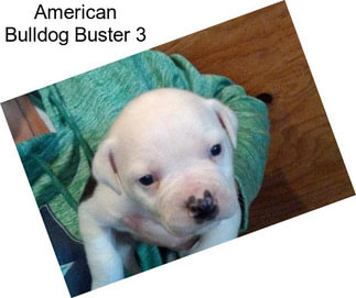 American Bulldog Buster 3