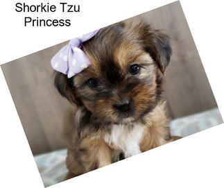 Shorkie Tzu Princess