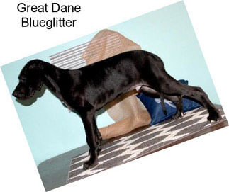 Great Dane Blueglitter