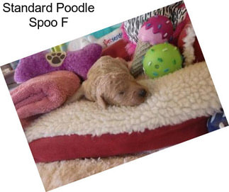 Standard Poodle Spoo F