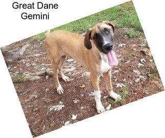 Great Dane Gemini