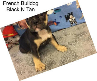 French Bulldog Black N Tan