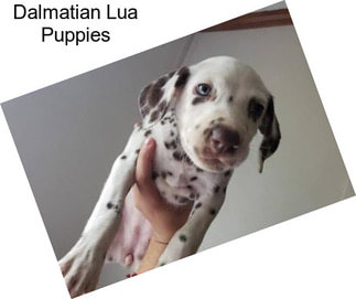 Dalmatian Lua Puppies