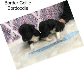 Border Collie Bordoodle