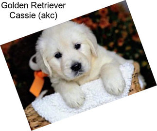 Golden Retriever Cassie (akc)