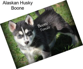 Alaskan Husky Boone