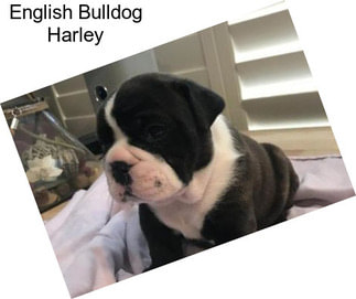English Bulldog Harley