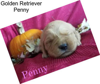 Golden Retriever Penny