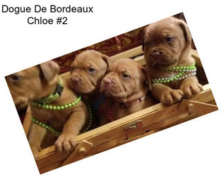 Dogue De Bordeaux Chloe #2