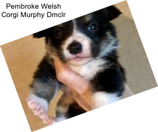 Pembroke Welsh Corgi Murphy Dmclr