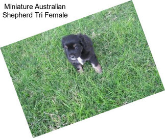 Miniature Australian Shepherd Tri Female