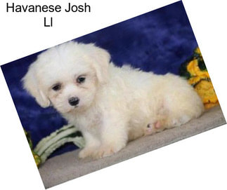 Havanese Josh Ll