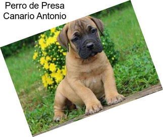 Perro de Presa Canario Antonio