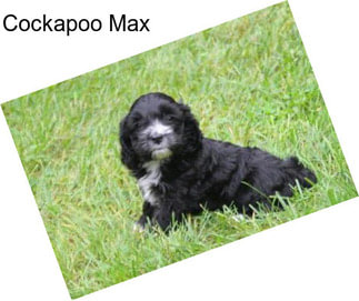 Cockapoo Max