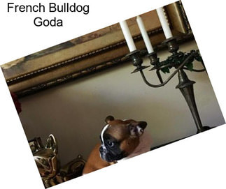 French Bulldog Goda