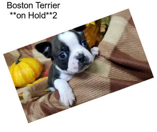 Boston Terrier **on Hold**2