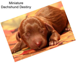 Miniature Dachshund Destiny