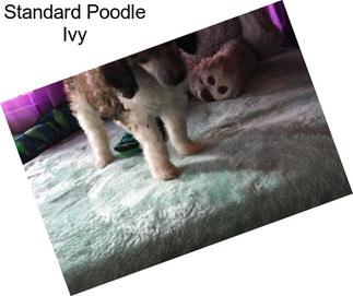 Standard Poodle Ivy