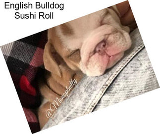English Bulldog Sushi Roll