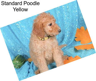 Standard Poodle Yellow