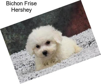 Bichon Frise Hershey